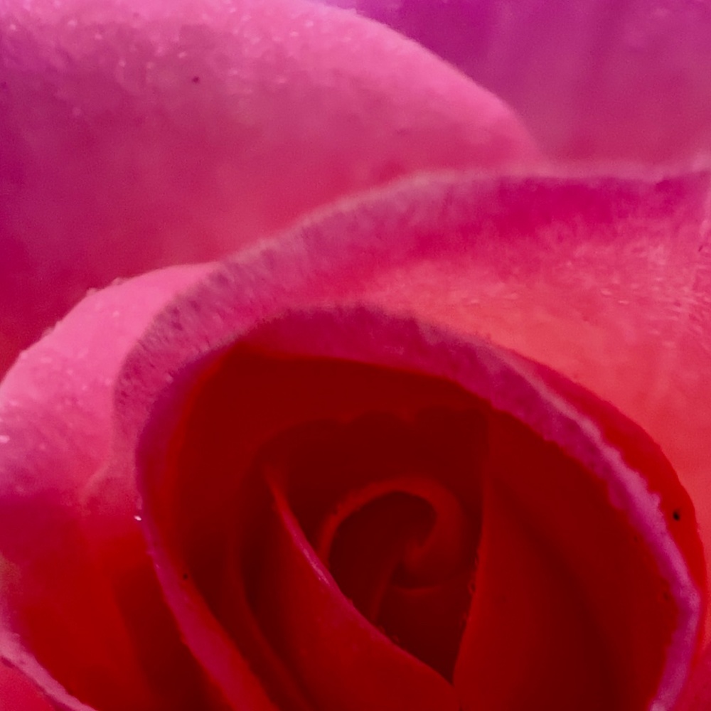 Meet your Posher, Dany